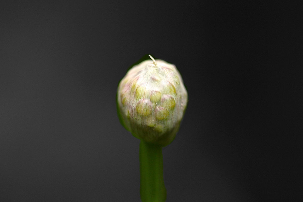 The following is a slide show of the birth of an Allium flower. Allium is a monocot genus of flowering plants, informally referred to as the onion genus. The generic name Allium is the Latin word for garlic.